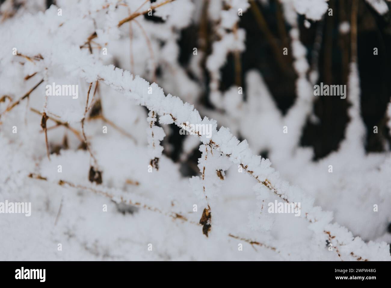 Schnee- und Eiskristalle bilden sich im Winter auf einem Pflanzenstrauch Stockfoto