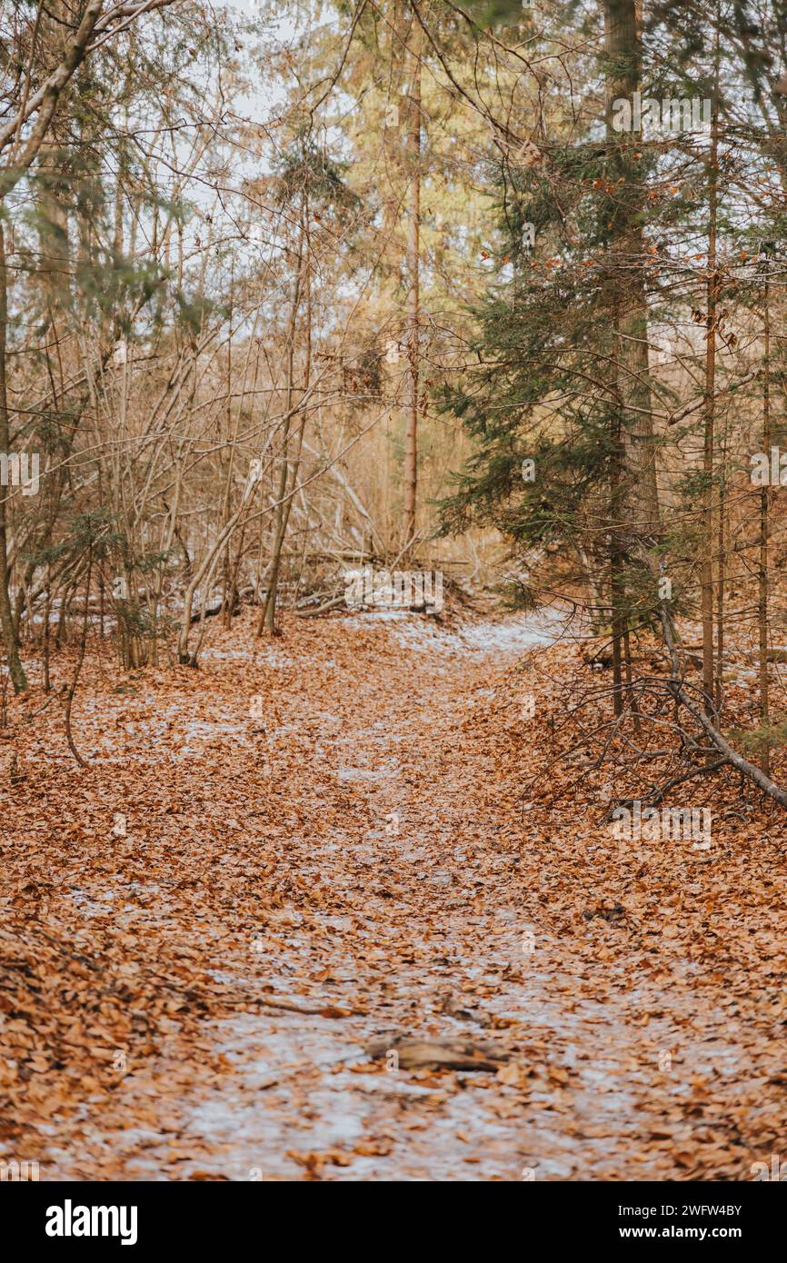 Ein landschaftlich schöner Herbstpfad in den Wäldern, der mit lebhaften Blättern und einer Schneestäubung geschmückt ist Stockfoto