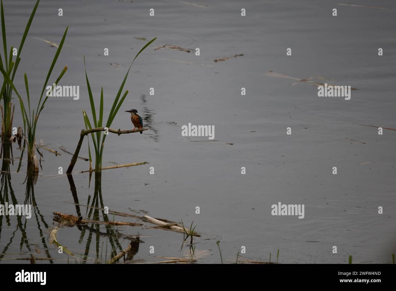 Eurasische Kingfisher Stockfoto