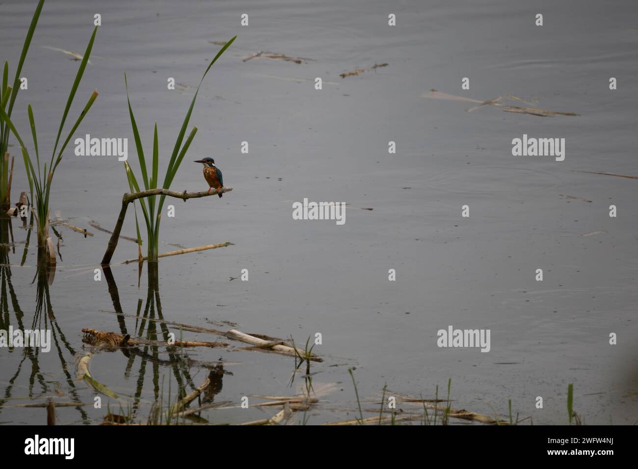 Eurasische Kingfisher Stockfoto