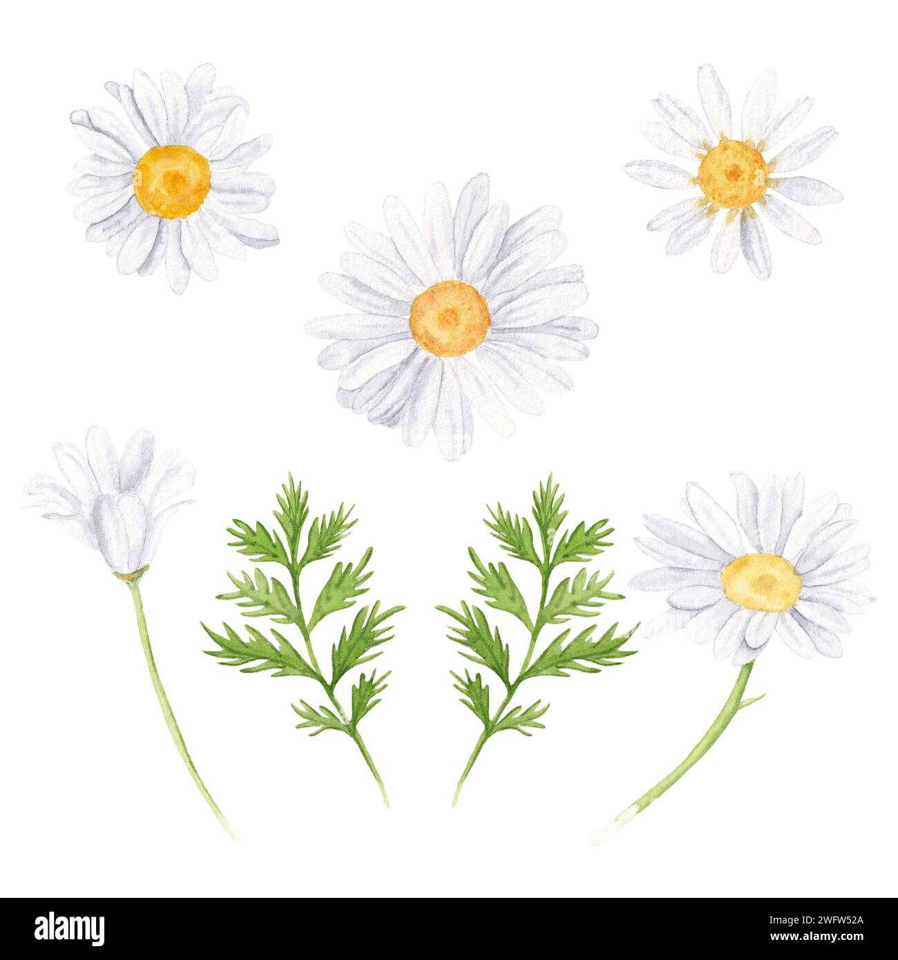 Botanische Illustration mit Kamillenblüten und Blättern. Stockfoto
