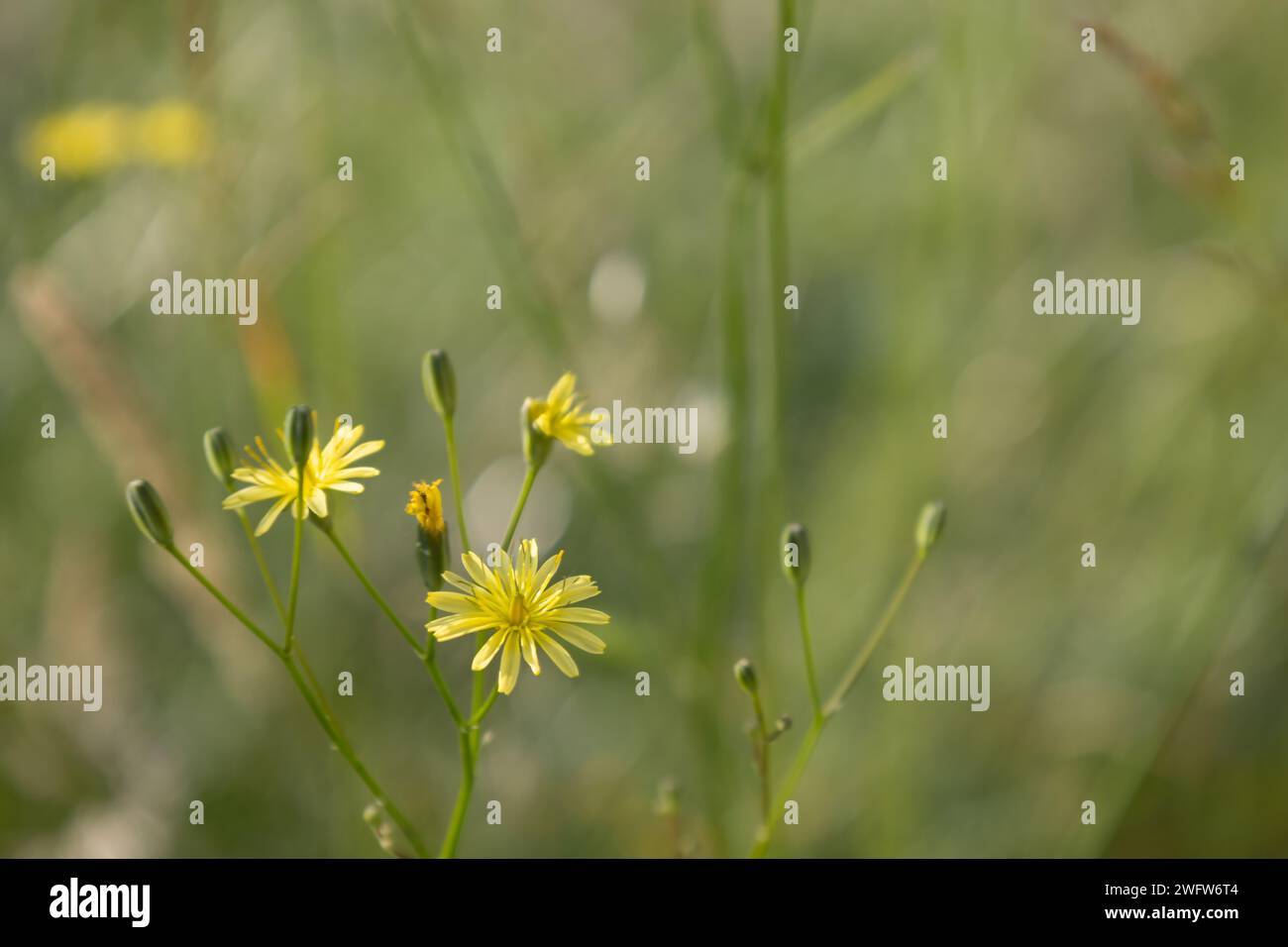 Rauer Hawksbeard Stockfoto