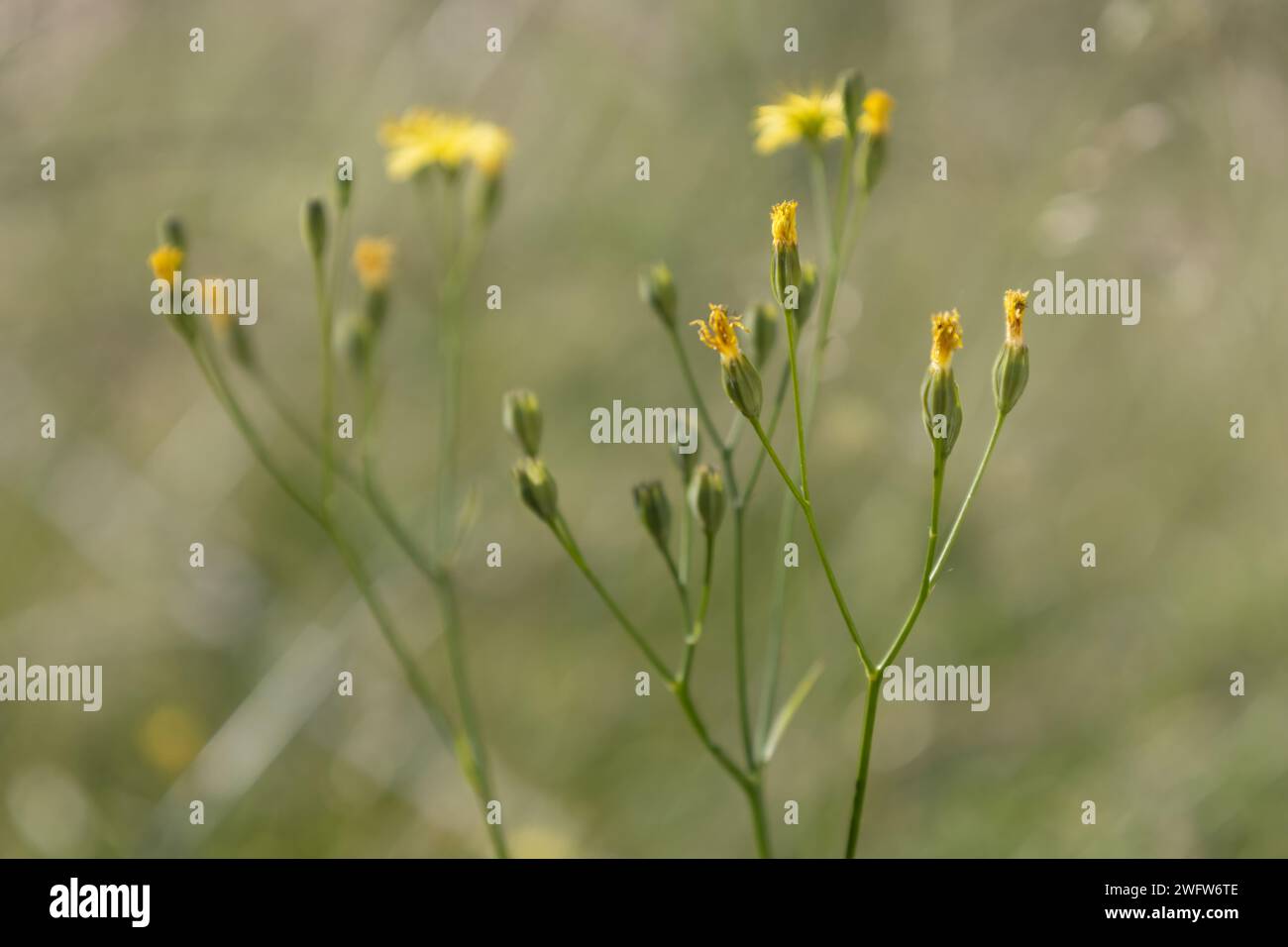 Rauer Hawksbeard Stockfoto