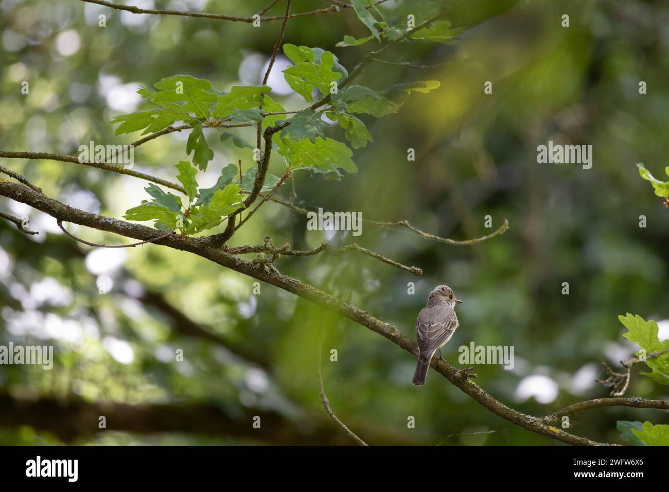 Gepunkteter Flacatcher Stockfoto