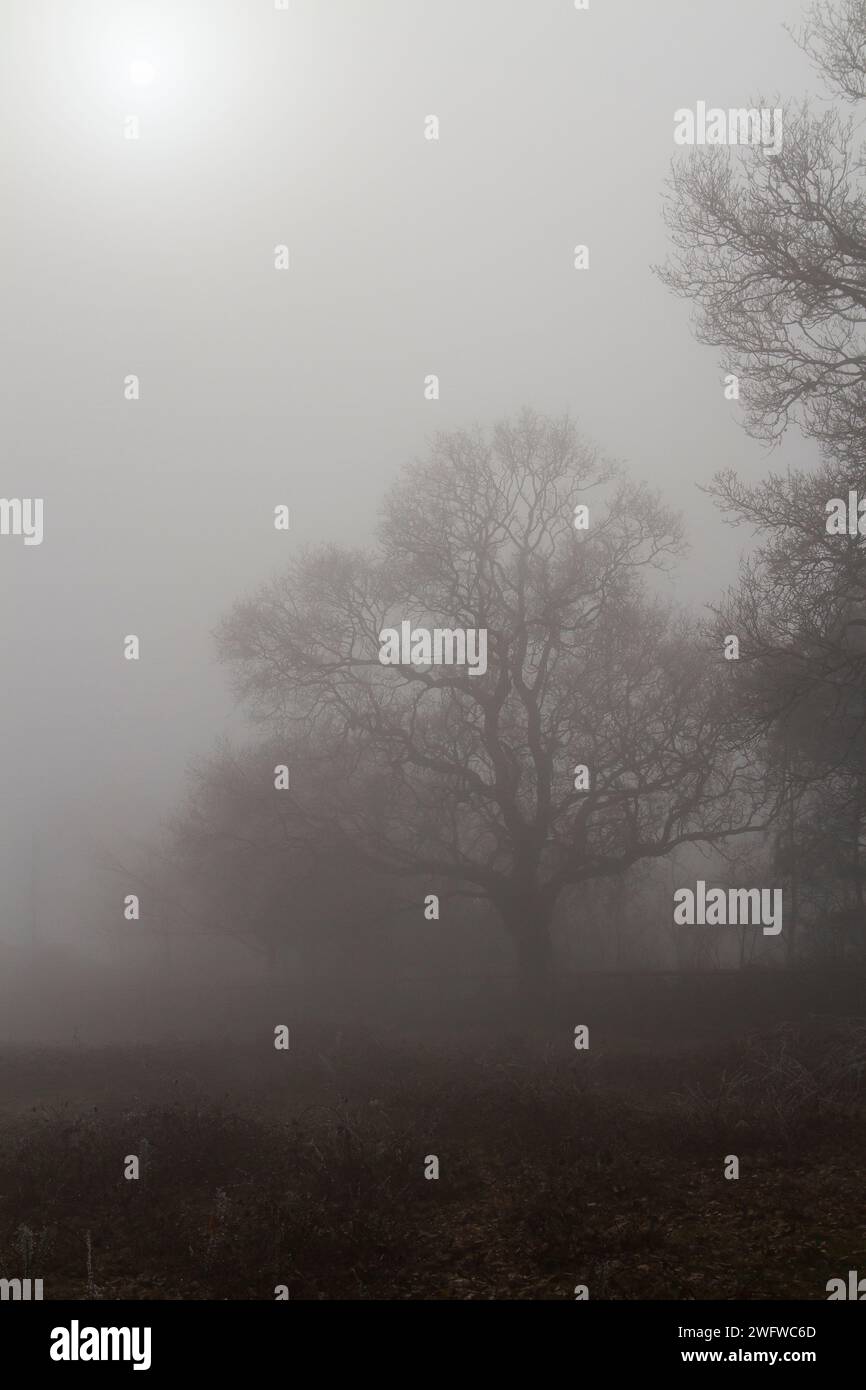Neue Waldlandschaften in Nebel und Nebel Stockfoto