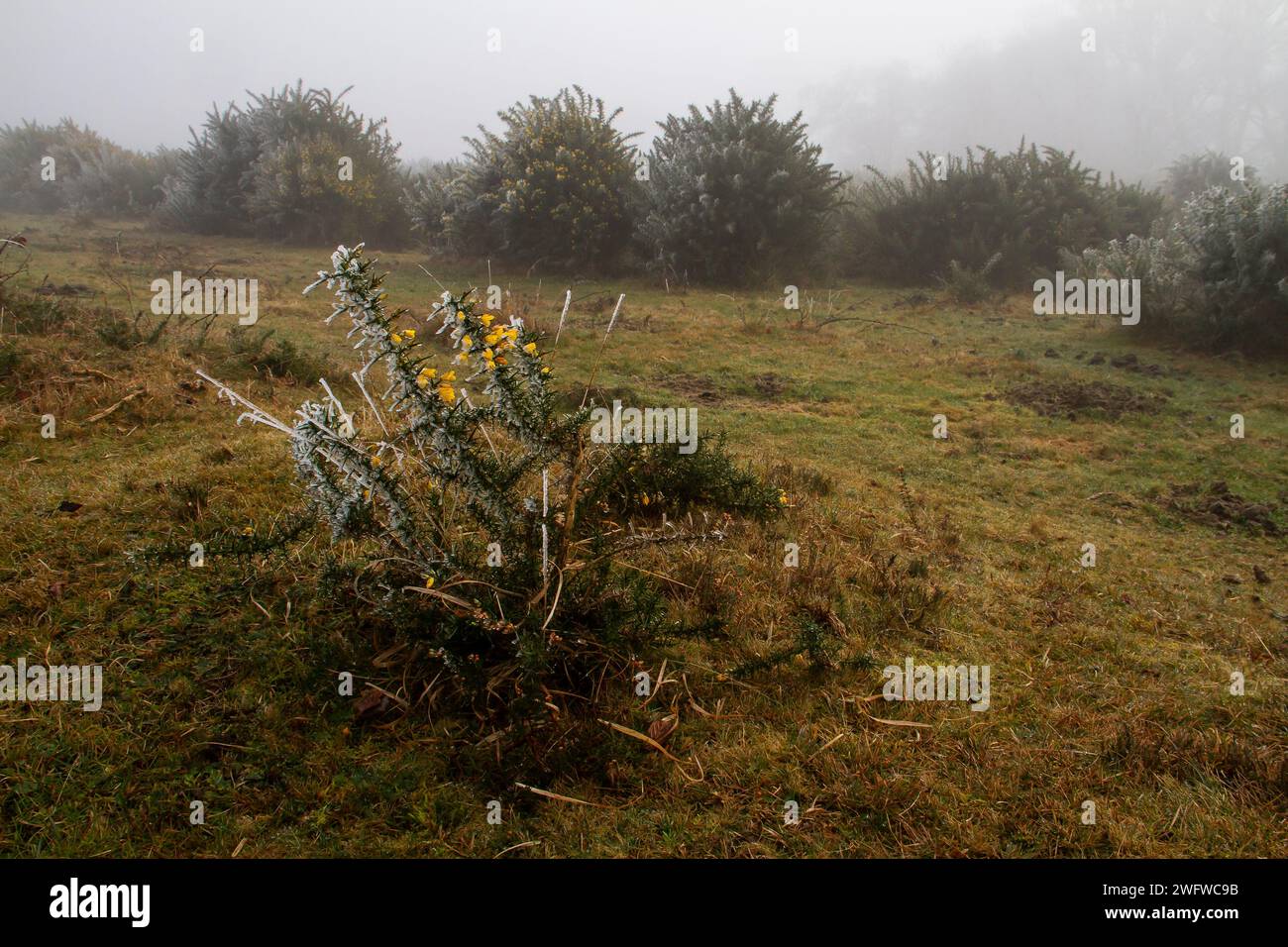 Neue Waldlandschaften in Nebel und Nebel Stockfoto