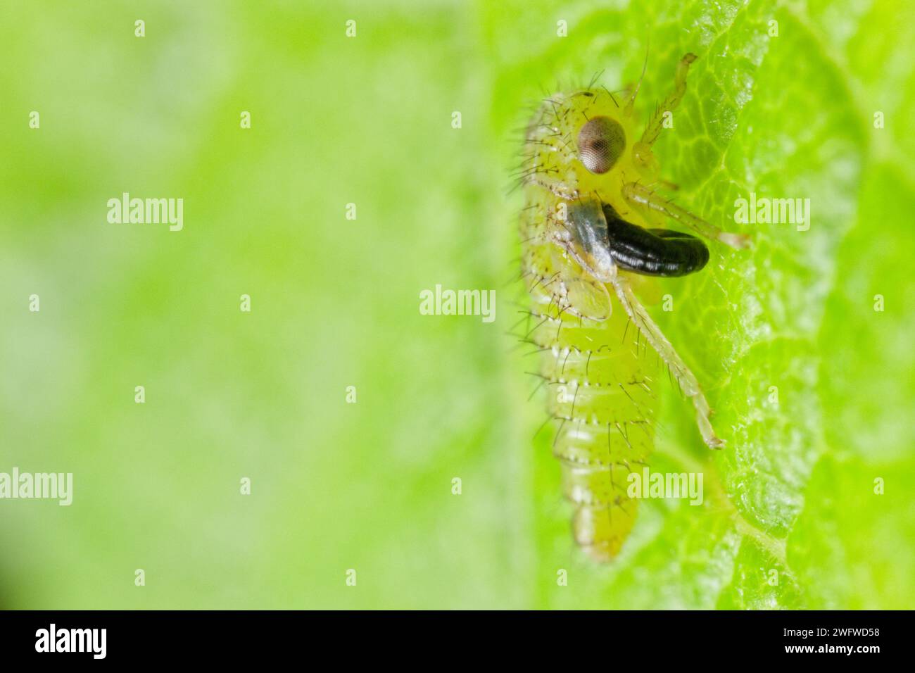 Zangenwespen-Tylaciumsack auf einem Planthopper (Dryinidae) Stockfoto