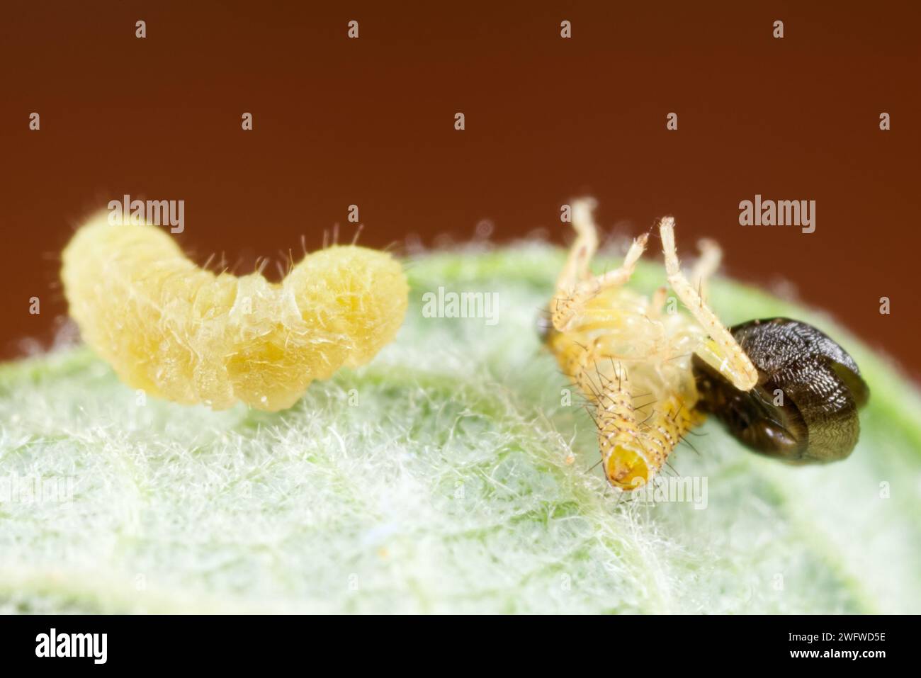 Zangenwespenschlüpfte Larve (Dryinidae) Stockfoto