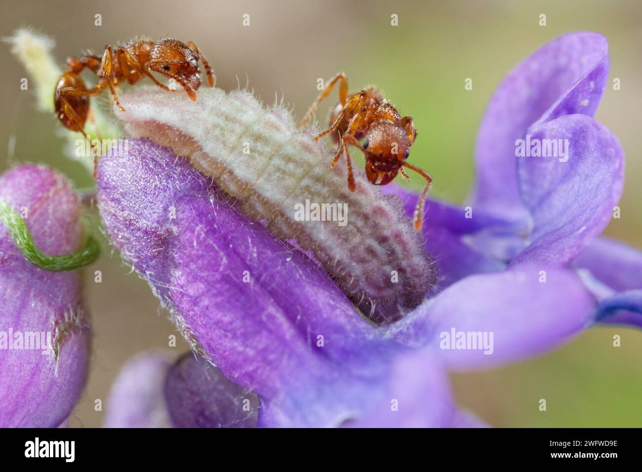 Feuerameisen schützen eine grün-blaue raupe Stockfoto