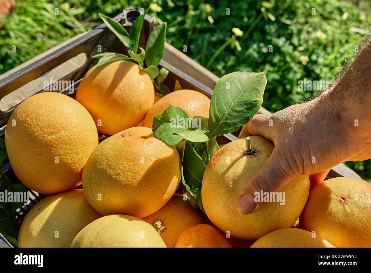 Bauernhand nimmt reife natürliche Bio-Grapefruits aus einer Kiste. Erntekonzept, Landdörfliche Landwirtschaft. Gesunde Bio-Lebensmittel. Vitamin. Stockfoto