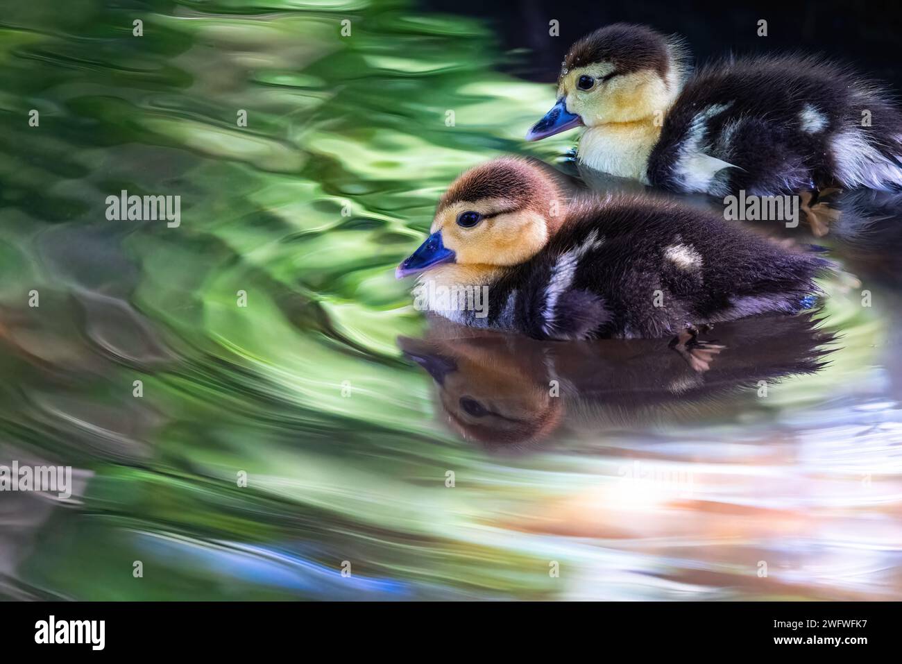 Kleine gelbe Enten, die in einem Waldsee schwimmen, niedliche Enten, die im Wasser mit Reflexion schwimmen Stockfoto