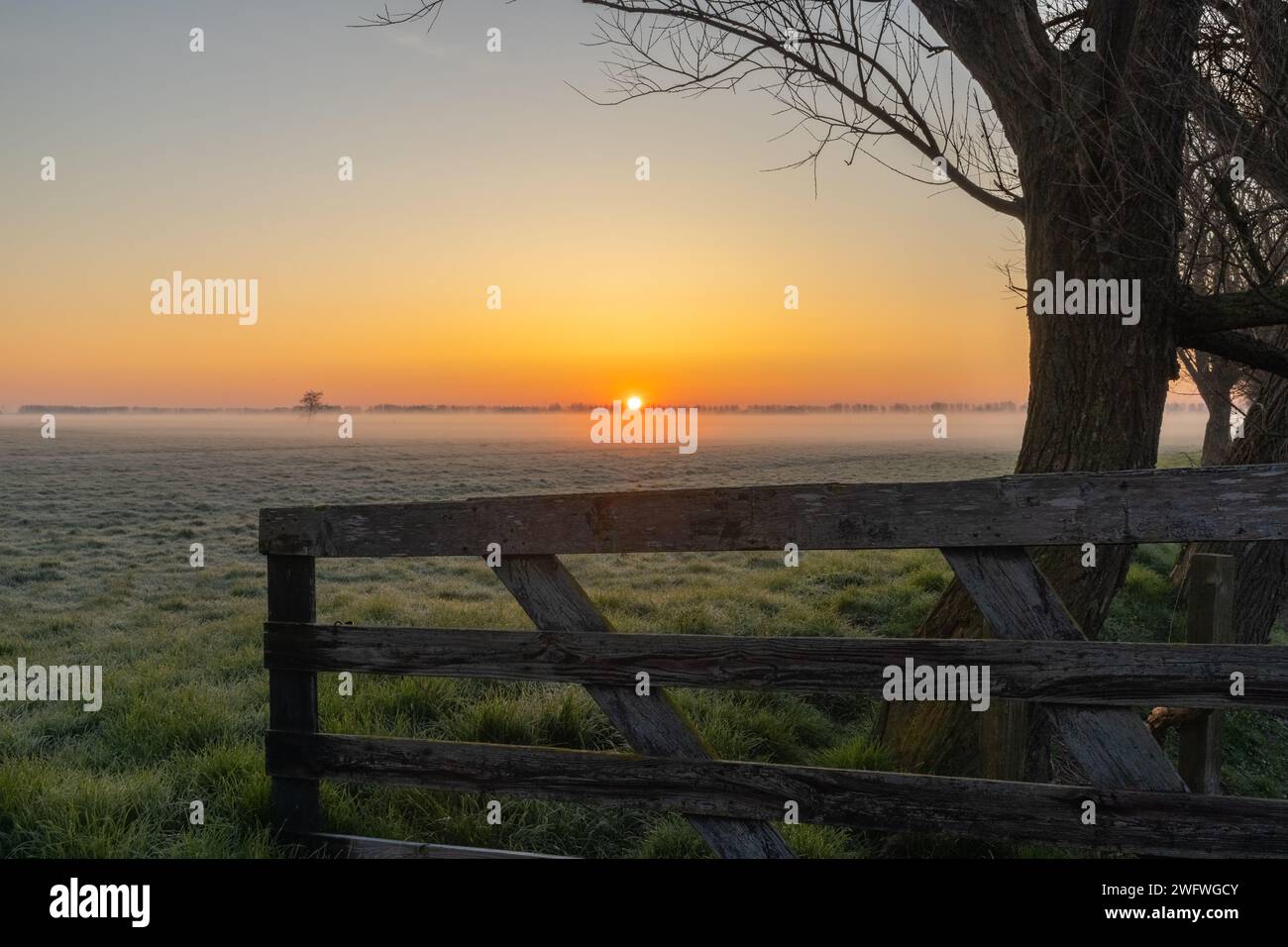 Nebeliger Sonnenaufgang über niederländischer Wiese hinter einem Zaun und Baum mit einem Solitärbaum am Horizont Stockfoto