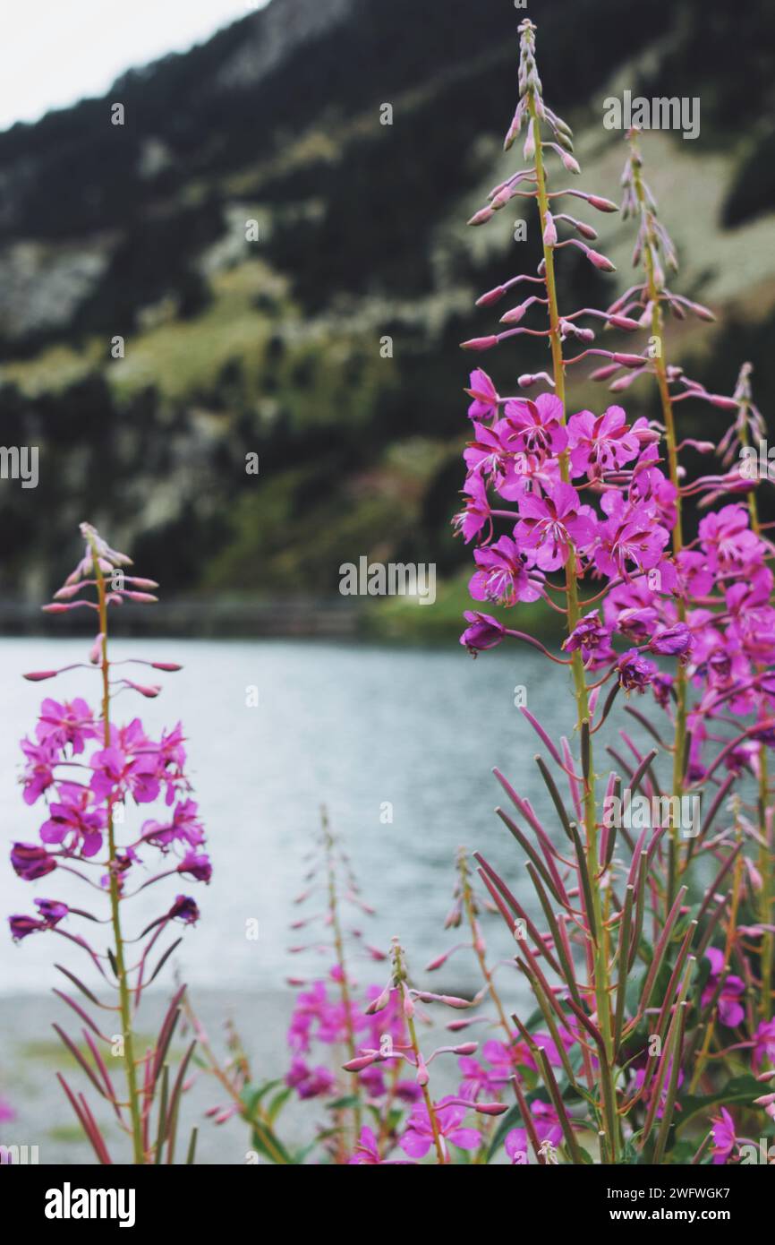 Blumen im Vordergrund im Nuria-Tal in Katalonien am 3. September 2018 Stockfoto