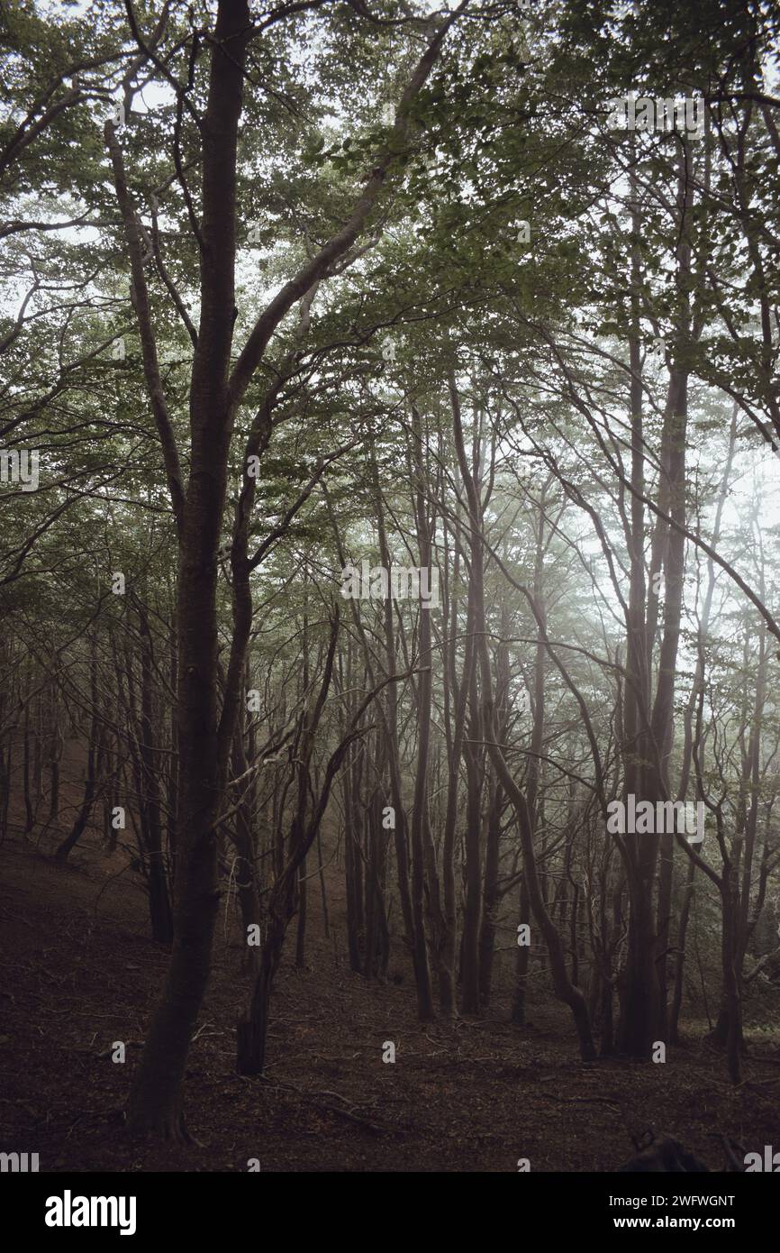 Nebelwald im Naturpark Montseny in Katalonien am 14. August 2020 Stockfoto