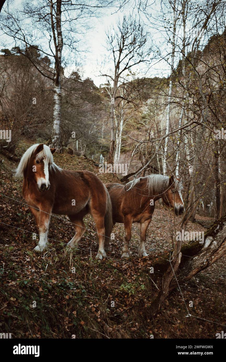 Pferde in einem Wald in Andorra am 23. November 2021 Stockfoto