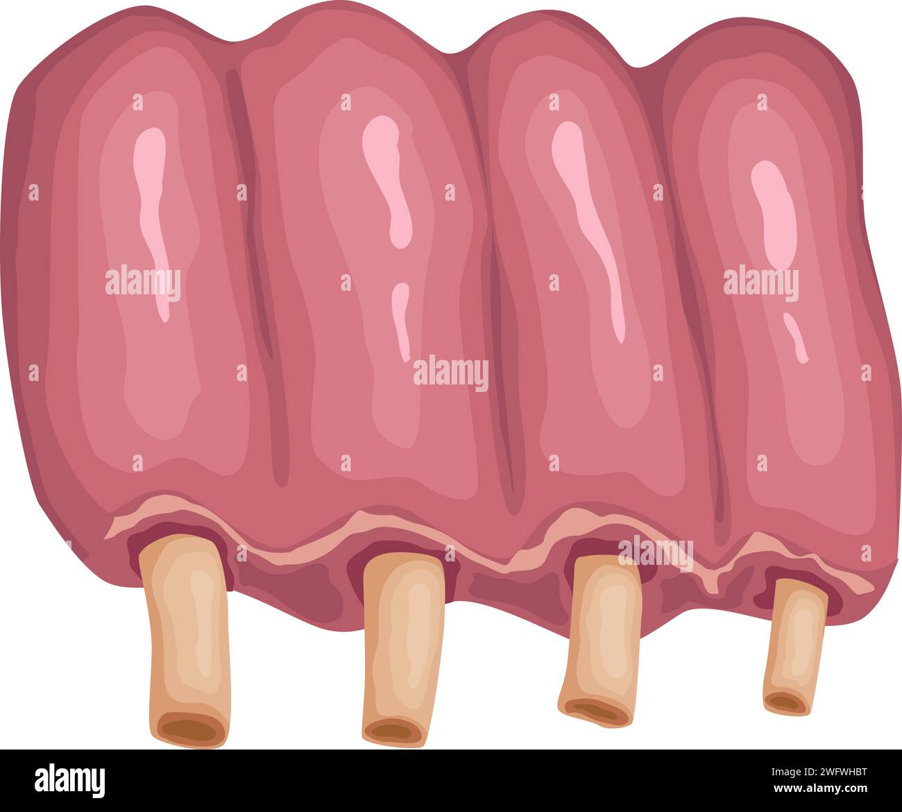 Fleischprodukt, rohe Steakrippe, im Vektorformat Stock Vektor