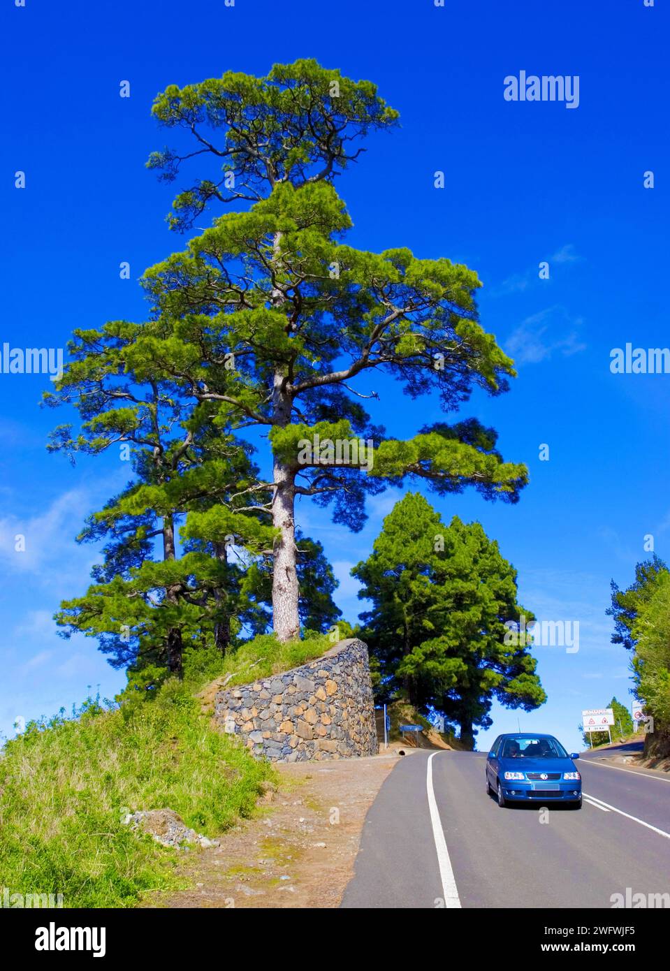 Kanarische Kiefer (Pinus canariensis) auf einer Landstraße mit blauem Auto, La Palma, Kanarische Inseln, Spanien, Europa Stockfoto