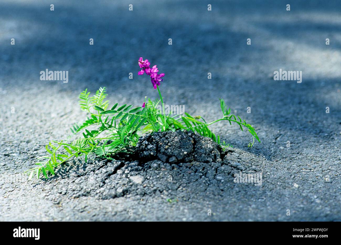 Die getuftete Wicke, Kuh- oder Vogelwicke (Vicia cracca) wächst in einem Riss im Asphalt, scheint durch den Asphalt zu brechen Stockfoto