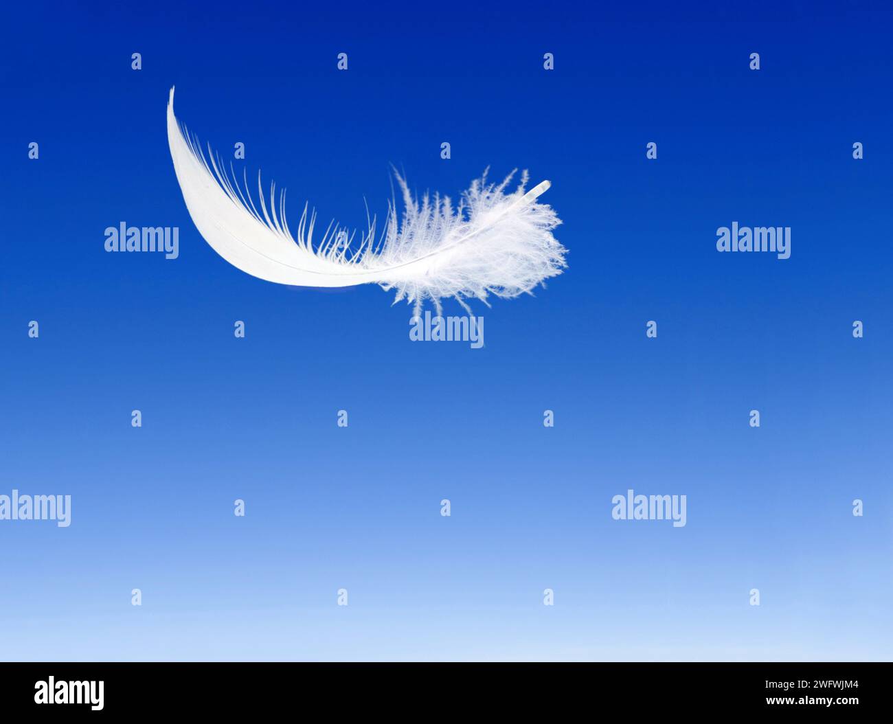 Hellweiße Feder auf blauem Hintergrund Stockfoto