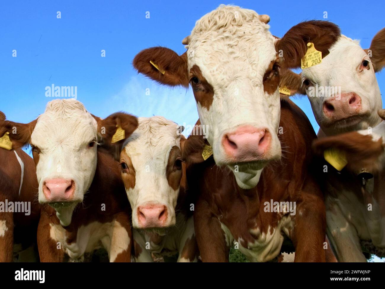 Neugierige Kühe interessieren sich für den Fotografen Stockfoto