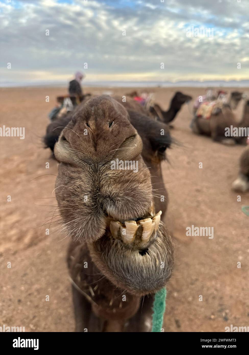 Lustiges Porträt eines Kamels mit Zähnen Stockfoto