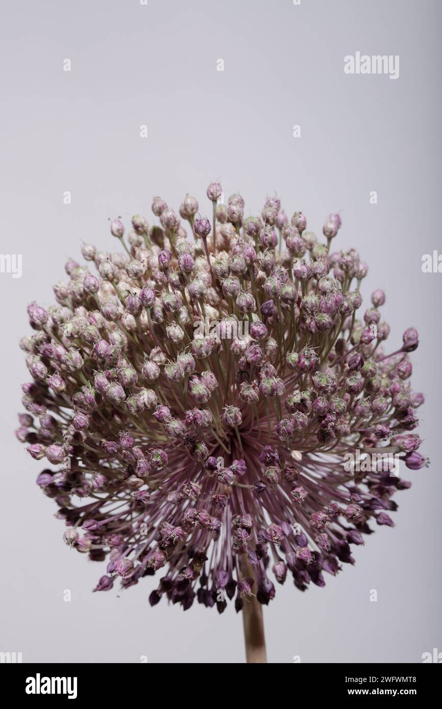 Blume Allium ampeloprasum oder wilder Lauch auf hellem Hintergrund 9050 Stockfoto