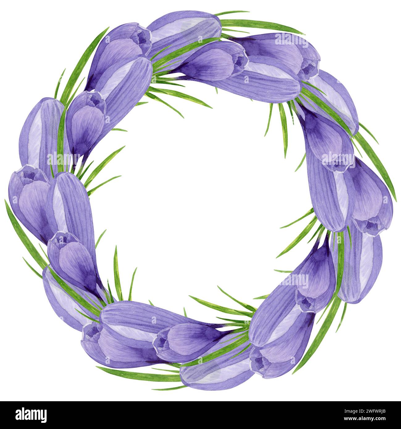 Lila Krokuskranz, Frühlingsblumen Rahmen Hand bemalt Aquarell florale Illustration isoliert auf weißem Hintergrund Designelement für Etikett, Logo, Stockfoto