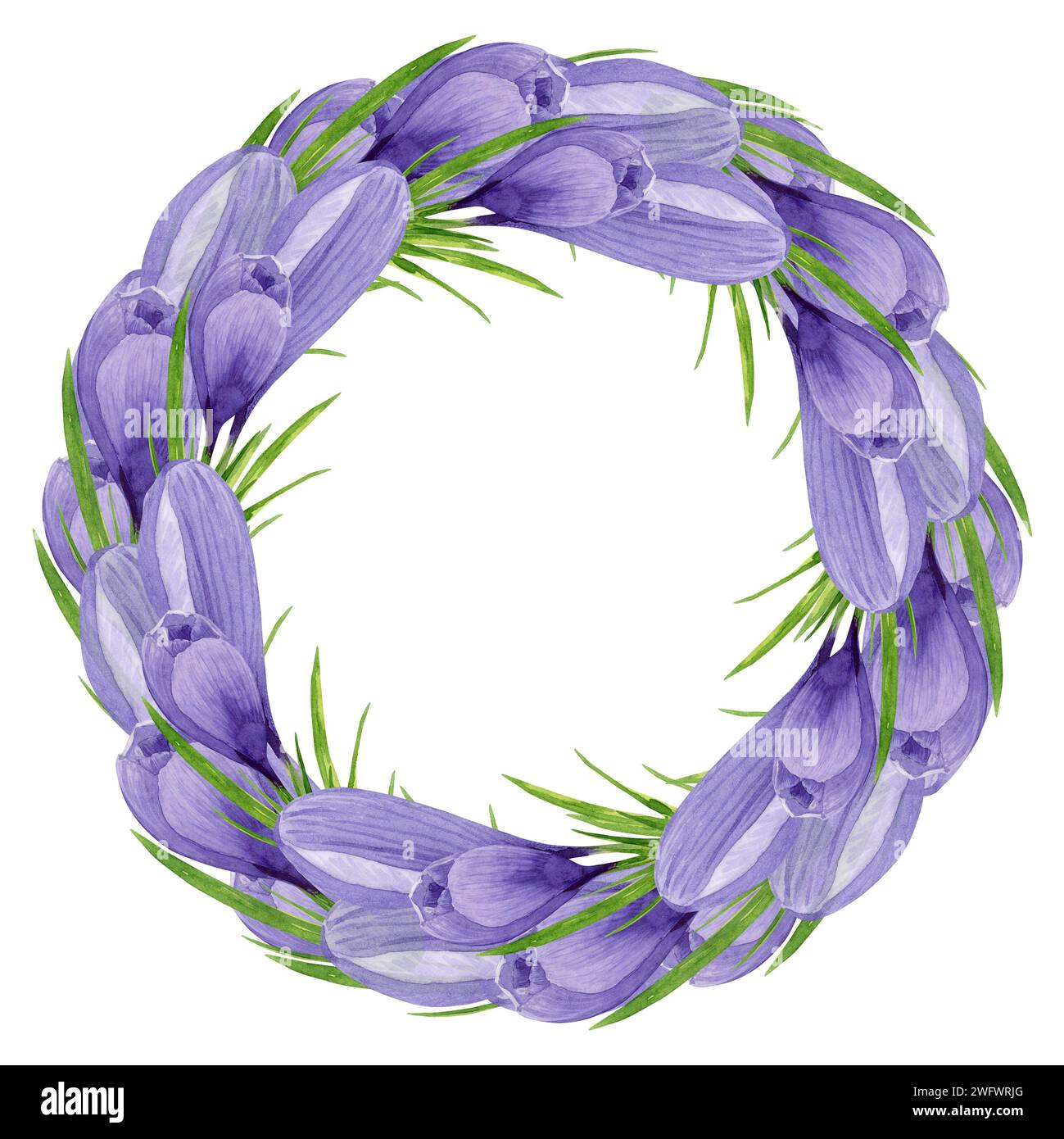 Lila Krokuskranz, Frühlingsblumen Rahmen Hand bemalt Aquarell florale Illustration isoliert auf weißem Hintergrund Designelement für Etikett, Logo, Stockfoto