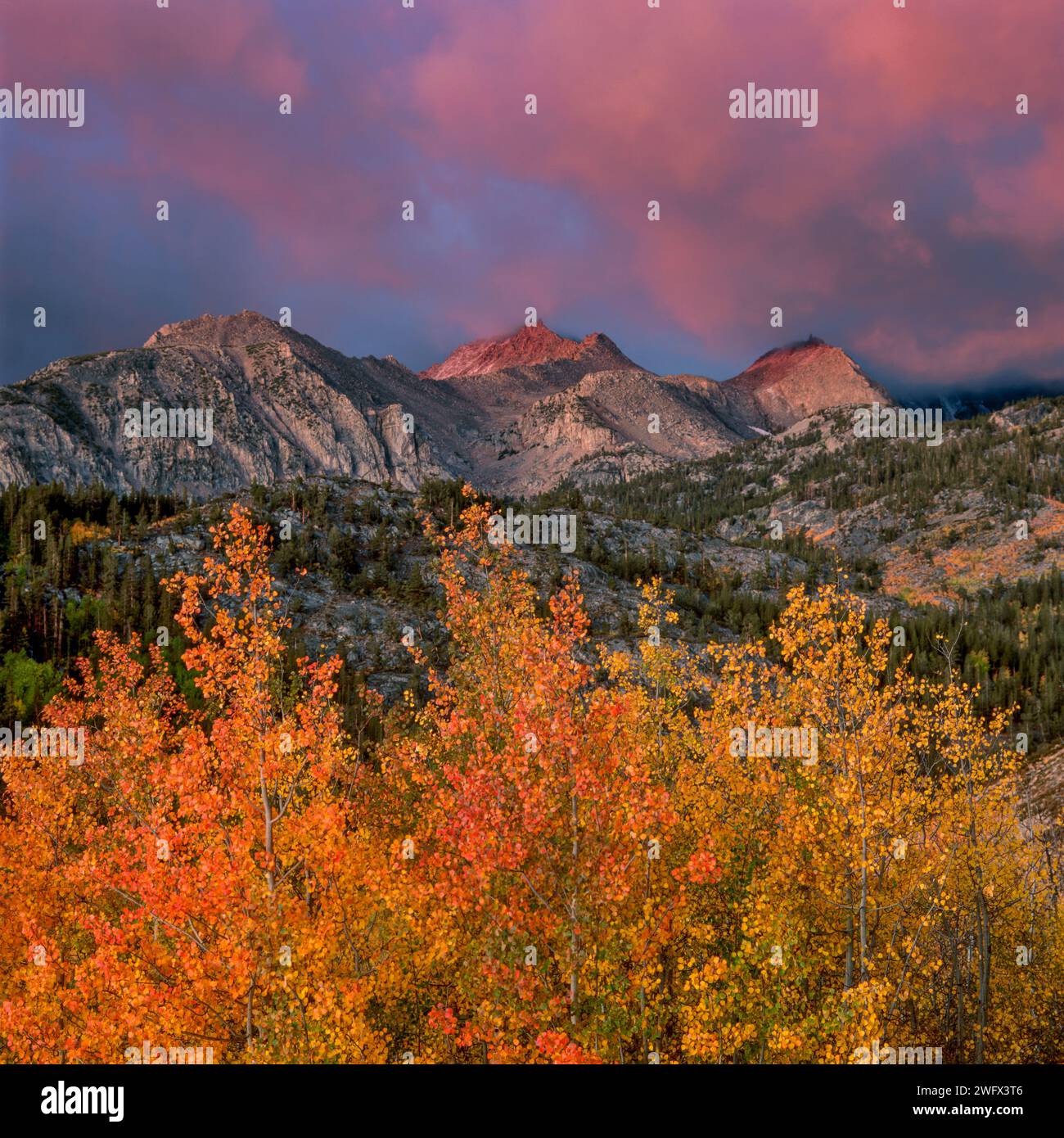 Dawn, Clearing Storm, Aspen, John Muir Wilderness, Inyo National Forest, Östliche Sierra, Kalifornien Stockfoto