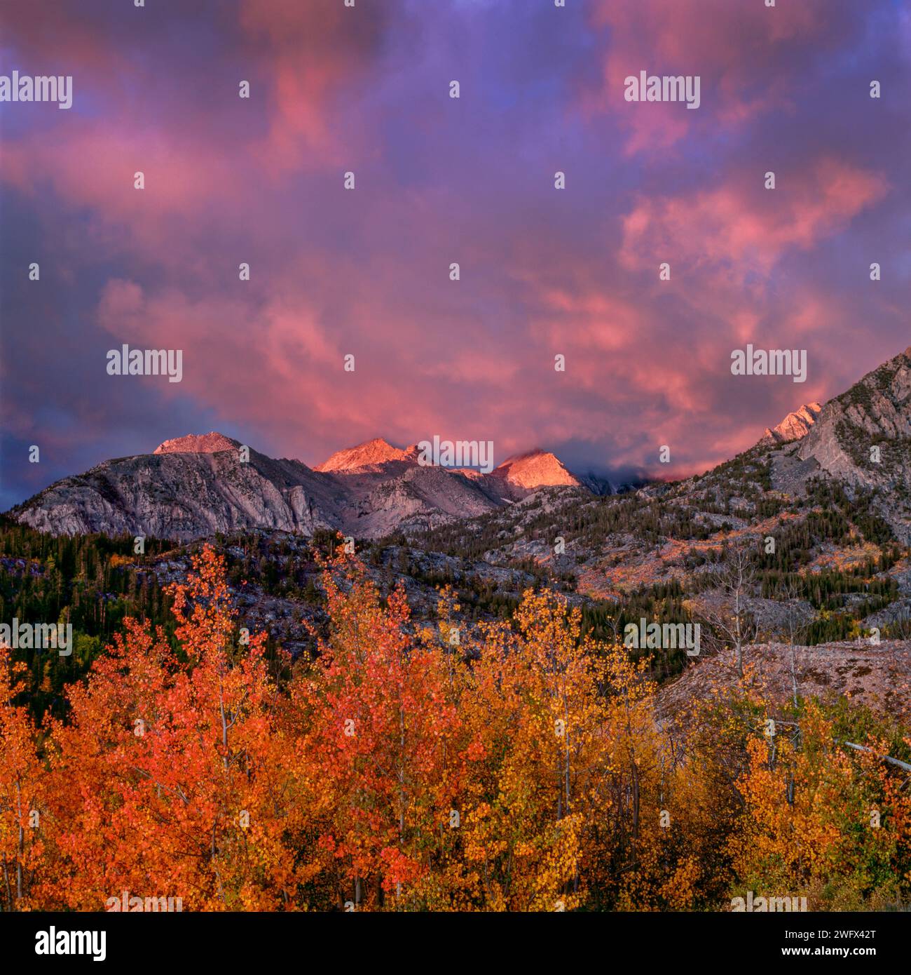 Sonnenaufgang, Aufklärungssturm, Aspen, Muir Wilderness, Inyo National Forest, Östliche Sierra, Kalifornien Stockfoto