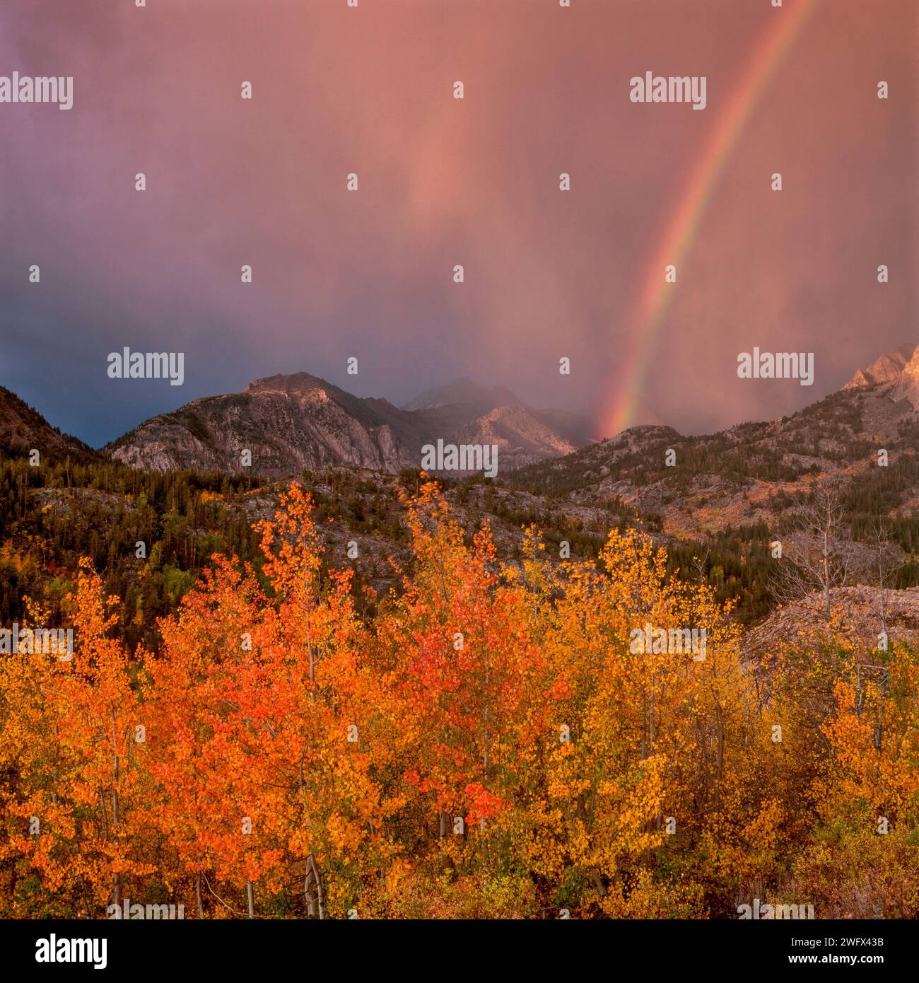 Regenbogen, Sonnenaufgang, Aufklärungssturm, Aspen, Muir Wilderness, Inyo National Forest, Eastern Sierra, Kalifornien Stockfoto