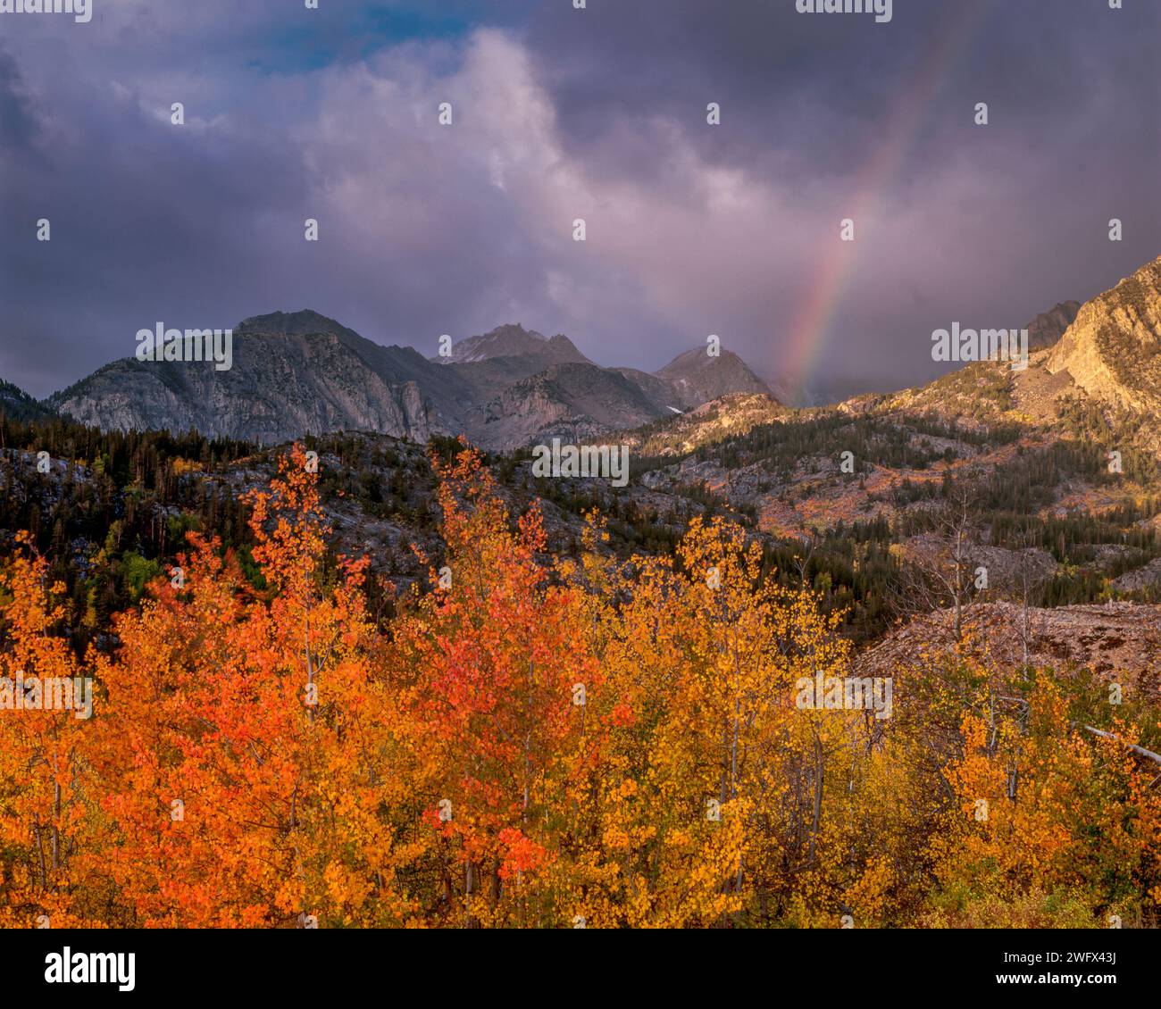 Rainbow, Clearing Storm, Aspen, John Muir Wilderness, Inyo National Forest, Östliche Sierra, Kalifornien Stockfoto