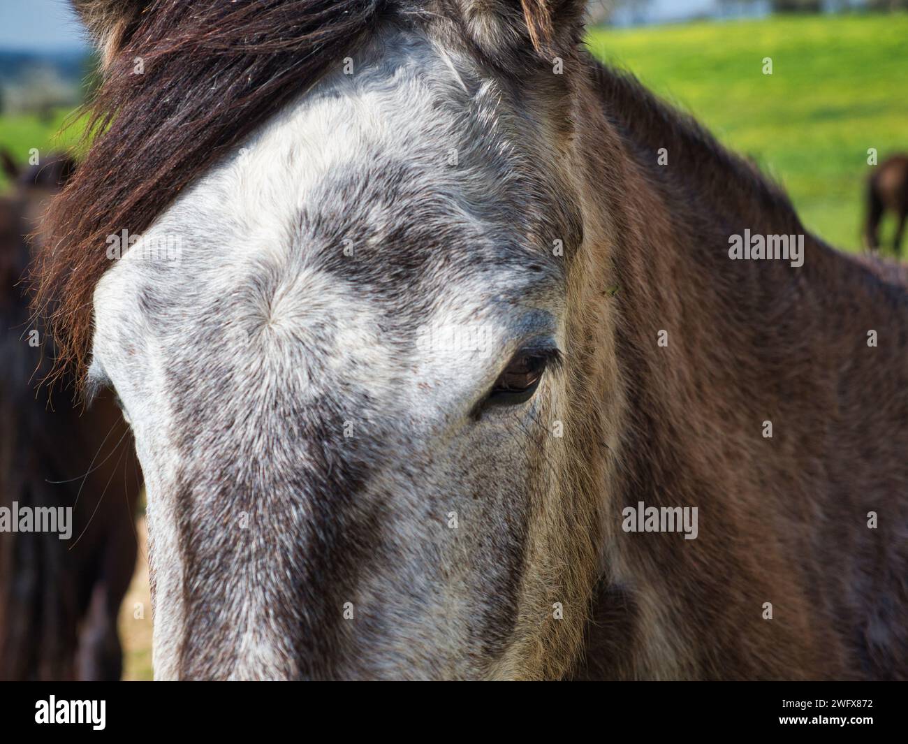 Das Auge eines Pferdes und ein Teil seines Kopfes mit seinen Haaren. Stockfoto