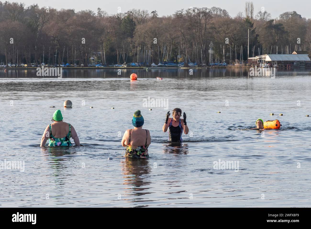 Wilde Schwimmer schwimmen Kaltwasser am Frensham Great Pond an einem Wintermorgen in Surrey, England, Großbritannien. Februar 2024. Wellness-Konzept, Gesundheit, Natur Stockfoto