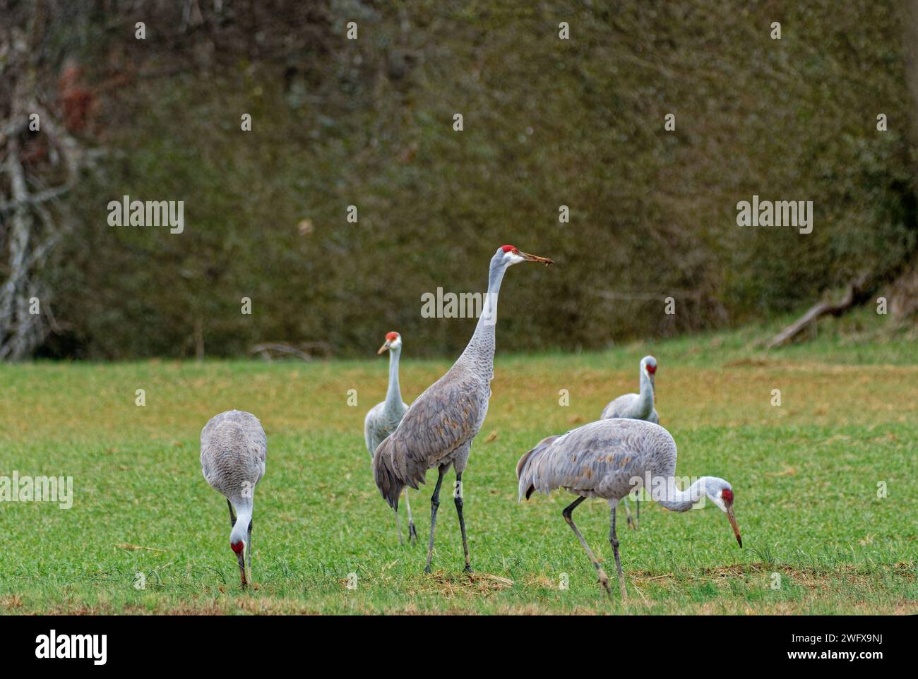 Eine Gruppe von ausgewachsenen Sandkranichen, die im Winter in Tennessee auf dem grasbewachsenen, schlammigen Farmfeld mit den Wäldern im Hintergrund nach Nahrung suchen Stockfoto