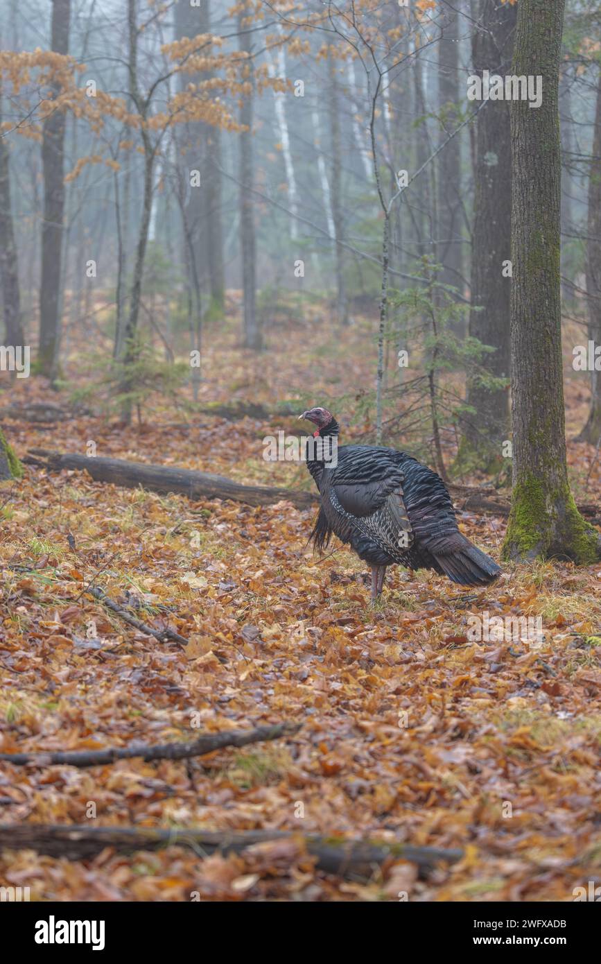 Östliche wilde türkei an einem Dezembertag im Norden von Wisconsin. Stockfoto