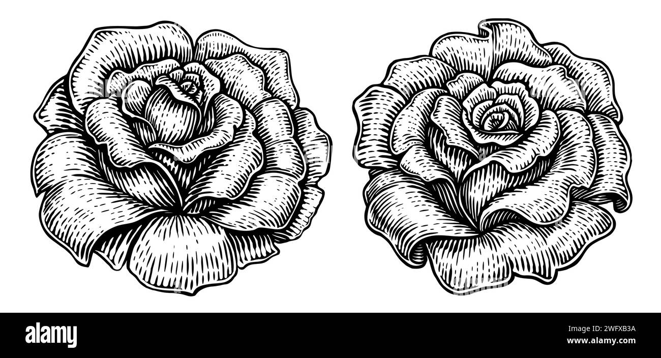 Rosenknospe mit Blütenblättern. Blumenskizze. Handgezeichnete Vintage-Vektor-Illustration Stock Vektor