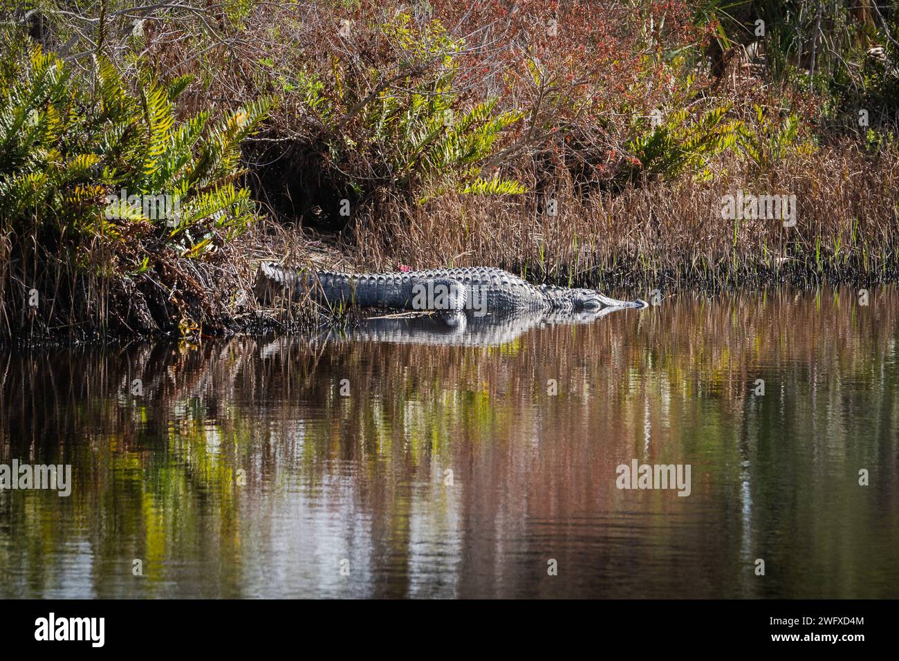 Ein amerikanischer Alligator sonnt sich am 17. Januar 2024 auf der MacDill Air Force Base in Florida. Der amerikanische Alligator ist ein großes, halbaquatisches, gepanzertes Reptil, das eines von zwei Krokodilen aus Florida ist. Verschiedene Tierarten, die auf der Installation zu finden sind, sind Alligatoren, Grabungulen, Gürteltiere, Gopher-Schildkröten, Weißkopfseeadler, flussotter, Seekühe und andere Meeresarten. Stockfoto