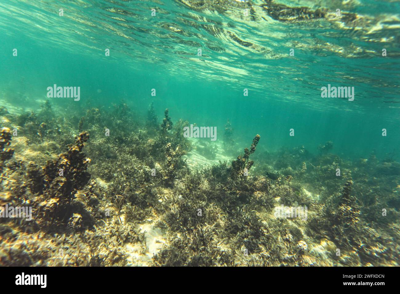 Schnorcheln in Anakao, Madagaskar - hauptsächlich Pflanzen auf sandigem Meeresboden sichtbar, nicht viel Unterwasserwelt, Unterwasserfoto Stockfoto