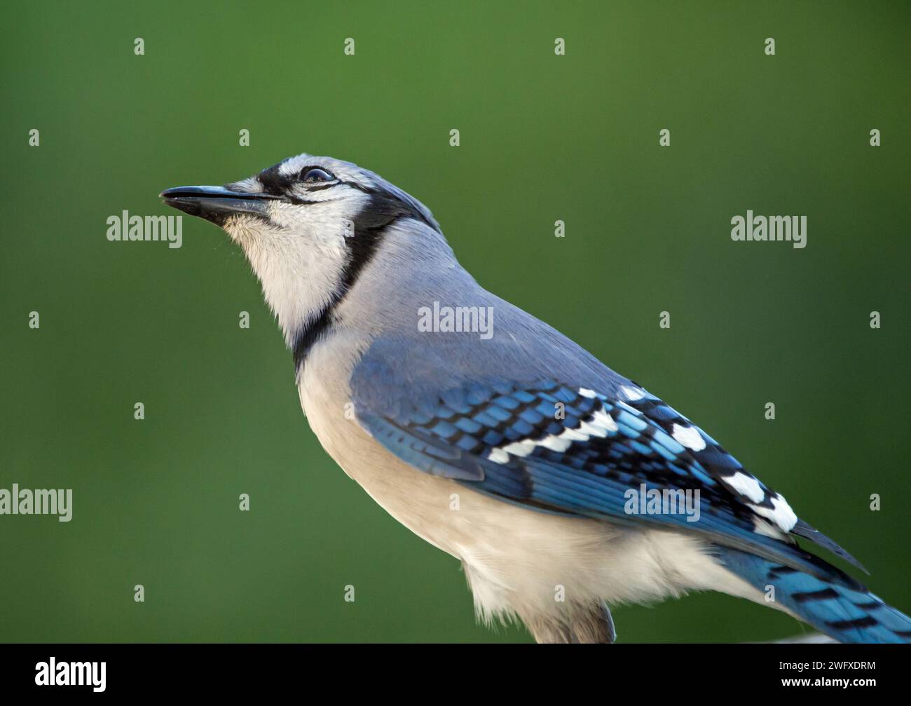Nahaufnahme eines bunten blauen eichelhäher Vogel, der nach oben blickt mit einem dunkelgrünen Hintergrund. Stockfoto Nahaufnahme eines bunten blauen eichelhäher Vogel, der nach oben blickt mit einem dunkelgrünen Hintergrund. Stockfoto