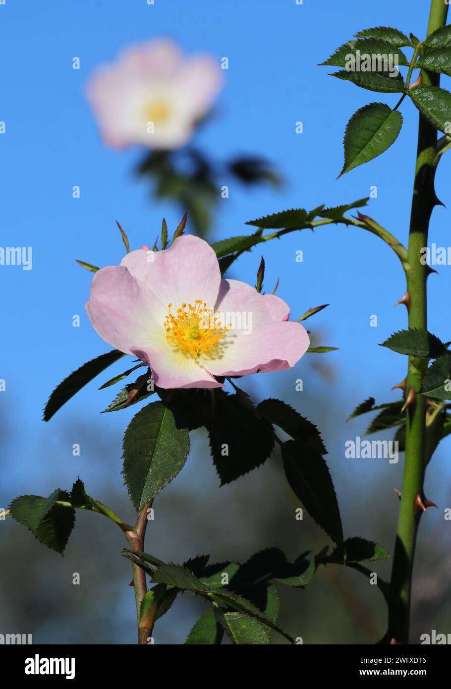 Frühling. Nahaufnahme einer Hunderose - Rosa Canina in Blüte vor einem klaren blauen Himmel. Sintra, Portugal. Stockfoto