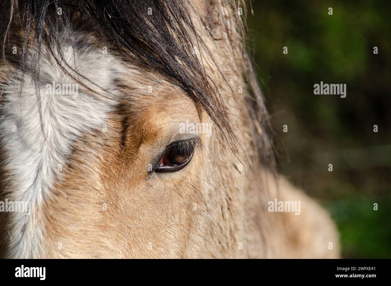 Nahaufnahme eines Pferdeauges mit detaillierten Gesichtszügen und Mähne bei natürlichem Außenlicht Stockfoto