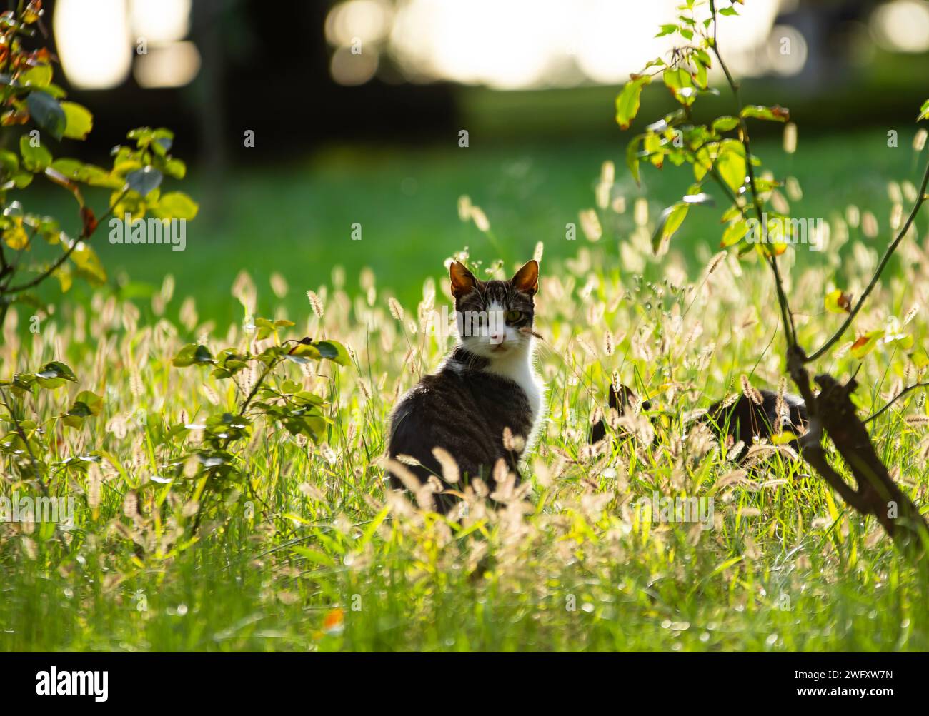 Eine schöne Katze, die sich im Gras versteckt Stockfoto