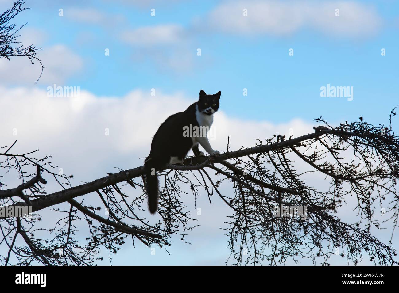 Katze denkt, es sei ein Vogel und klettert auf Äste Stockfoto