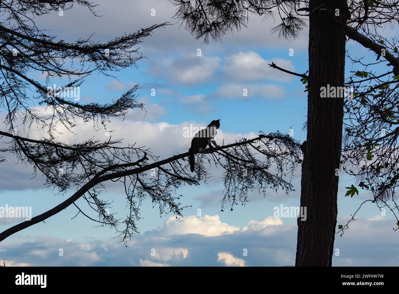 Katze denkt, es sei ein Vogel und klettert auf Äste Stockfoto