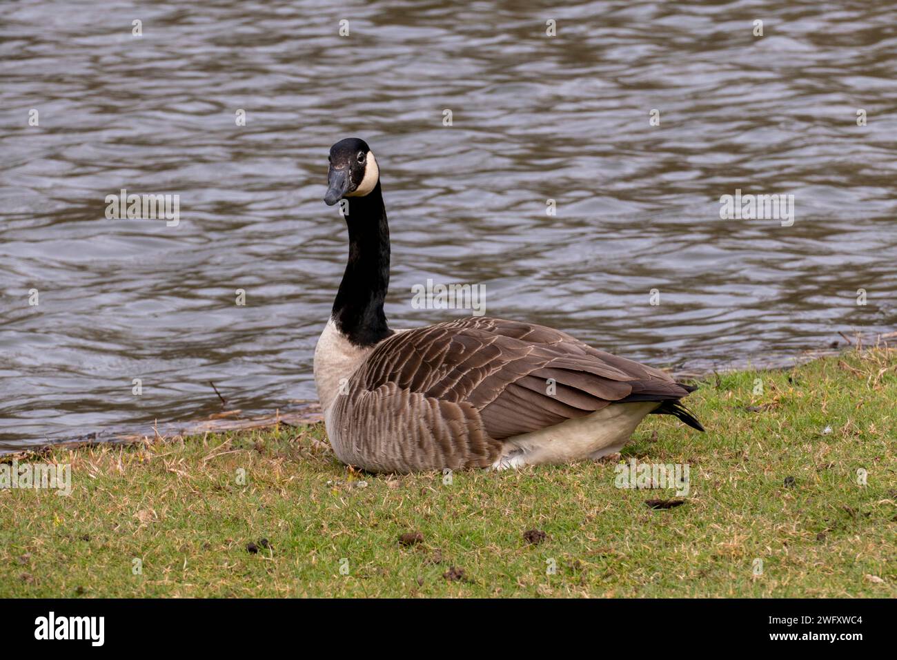 Kanadagans, Gans Sitz auf einer Wiese am Ufer eines Sees Stockfoto