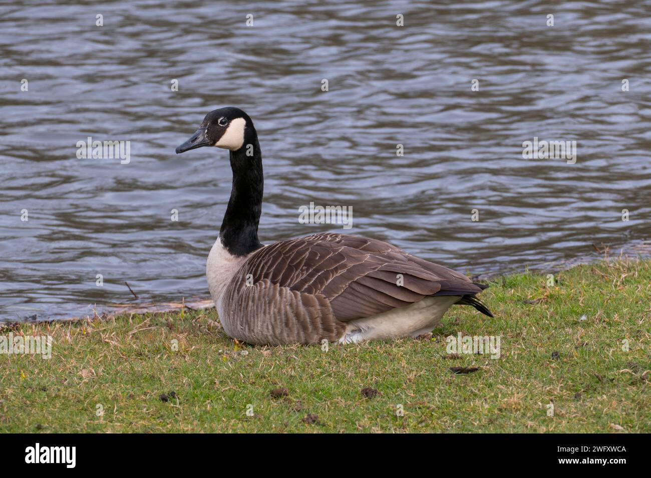 Kanadagans, Gans Sitz auf einer Wiese am Ufer eines Sees Stockfoto