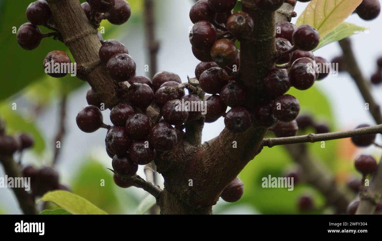 Die Frucht von Ficus sp. Ficus ist eine Gattung von etwa 850 Arten von Waldbäumen, Sträuchern, Reben, Epiphyten und Hemiepiphyten aus der Familie der Moraceae. Stockfoto