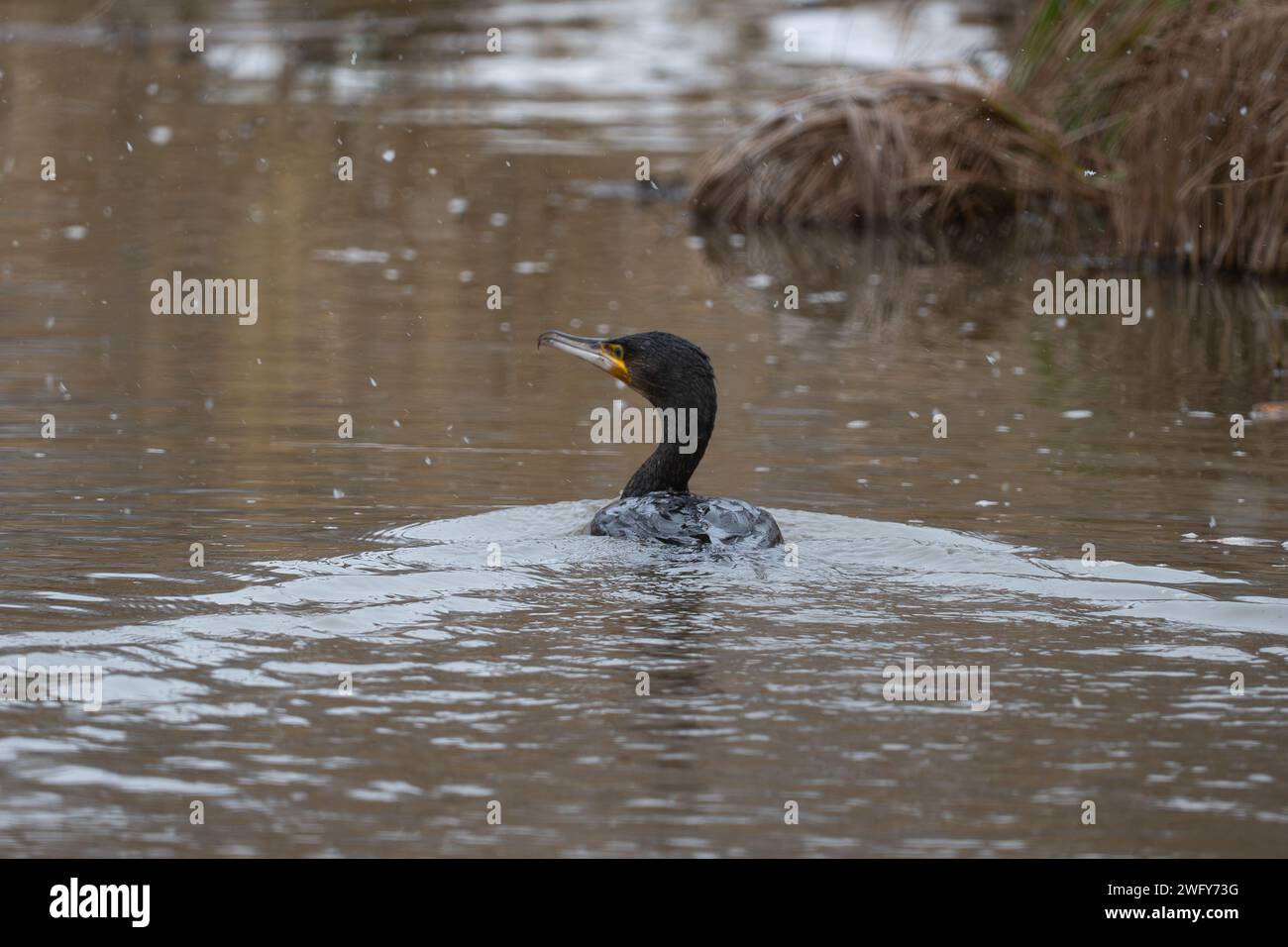 Kormoran schwimmt in einem Winterteich Stockfoto