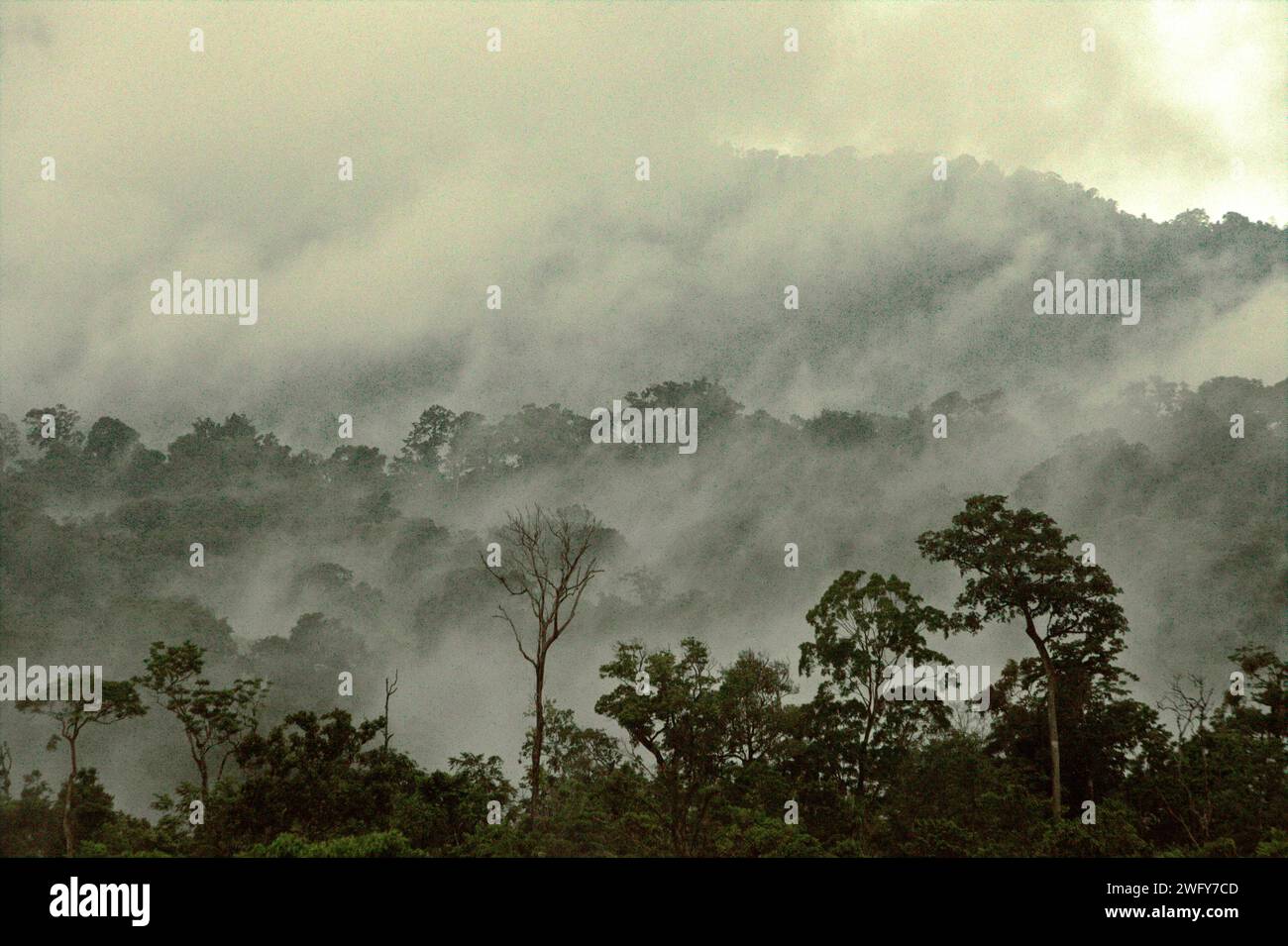Blick auf Vegetation und Regenwaldlandschaft am Fuße des Mount Tangkoko und Dua Saudara (Duasudara) in Bitung, Nord-Sulawesi, Indonesien. Ein gesunder Regenwald ist wichtig, um den Klimawandel zu bekämpfen, so ein Bericht der Wildlife Conservation Society vom August 2023. "Tropische Wälder mit hoher Integrität werden schätzungsweise rund 3,6 Milliarden Tonnen CO2 pro Jahr (netto) aus der Atmosphäre entfernen und speichern", berichteten sie über PLOS. Daher spielen "tropische Wälder eine entscheidende Rolle bei der Unterstützung des menschlichen Wohlergehens, der Ernährungssicherheit und der Erhaltung der Artenvielfalt", fügte Laura Borma hinzu... Stockfoto